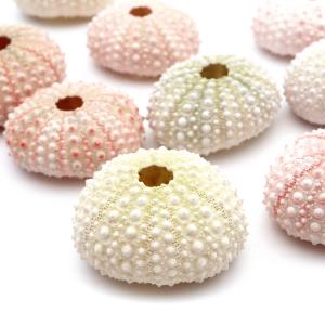 ウニ 殻 パーツ 貝殻 1個 ツマジロナガウニ ウーチン 2-3cm前後 ランダム発送 夏休み 自由研究 材料 おうち時間 制作 ハンドメイド 工作 天然 貝 素材 爆買