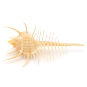 貝殻 パーツ ホネガイ 1個 2-4cm前後 欠けあり ランダム発送 巻貝 夏休み 自由研究 材料 おうち時間 制作 ハンドメイド 工作 天然 貝 素材 爆買