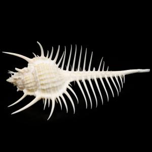 貝殻 パーツ ホネガイ 1個 5-7cm前後 欠けあり ランダム発送 巻貝 夏休み 自由研究 材料 おうち時間 制作 ハンドメイド 工作 天然 貝 素材 爆買