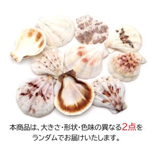 貝殻 パーツ レジン ホタテ貝 (イタヤガイ科...の詳細画像1