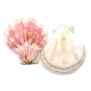 貝殻 パーツ レジン ホタテ貝 (イタヤガイ科...の詳細画像2