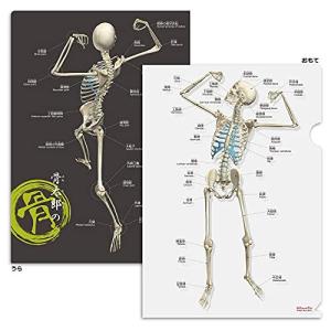 骨太郎の骨クリアファイルの商品画像