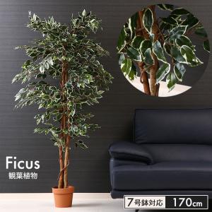 【値下げ】 フィカス 人工 植物 高さ 170cm 7号鉢対応 鉢植え フェイクグリーン 観葉植物 造花 オフィス 観葉 インテリア 室内 鉢 目隠し リビング｜good-choice