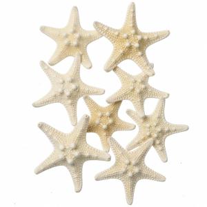 東京堂(Tokyodo) ドライフラワー コブヒトデミニ 約L3.0~6.0cm 6コ入 FD005553-zzz