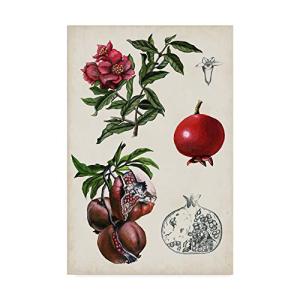Trademark Fine Art Pomegranate Composition II by Naomi McCavitt  12x 並行輸入｜good-quality