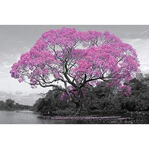 ピンクBlossom Tree 36?x 24写真アートプリントポスターブラックandホワイトLandscape 並行輸入｜good-quality