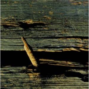 [国内盤CD][新品]ホーム / 13:ネザーレリジョンズ