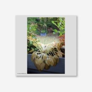 [輸入盤LPレコード][新品]HYUKOH / THROUGH LOVE(2026/1/30発売)