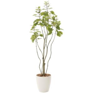 造花 観葉植物「フィカス・ブランチツリー 130cm」光触媒(空気浄化) インテリア・グリーン 光の楽園｜goodfellow