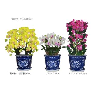 造花の胡蝶蘭 トラッド鉢植『 S(普通)サイズ...の詳細画像4
