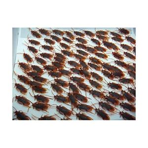 ゴキブリ　ドッキリ・びっくり・パティーグッツ、リアル！ゴキブリ軍団、迫力の100匹セット