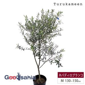 鶴亀園 オリーブの木 マンザニロ Large (約160~180cm) : Goodsania