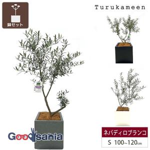 鶴亀園 オリーブの木 ネバディロブランコ Large (約160~180cm