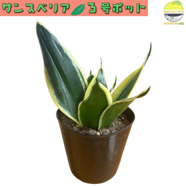 サンスベリア 3号ポット 観葉植物 鉢植え 苗