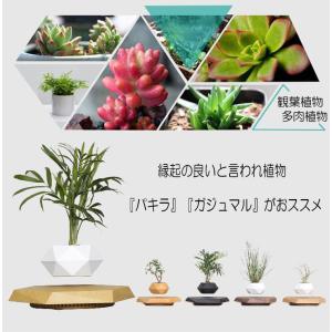 浮遊 フラワー 植物 ポット 六角形台座 フロ...の詳細画像1