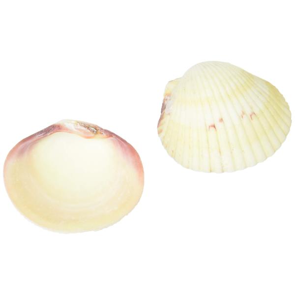 三晃商会 SANKO オカヤドカリの貝がらエサ入れ