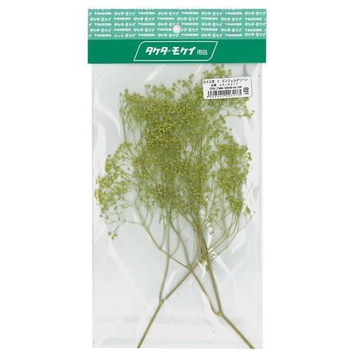 takeda かすみ草 S (エンジェルグリーン)