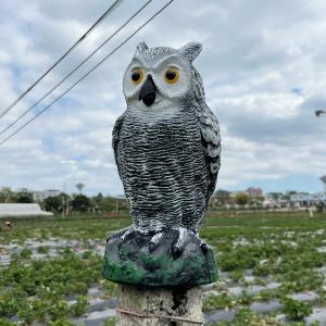 Skycabin 庭の装飾 フクロウ 驚異な目...の詳細画像5