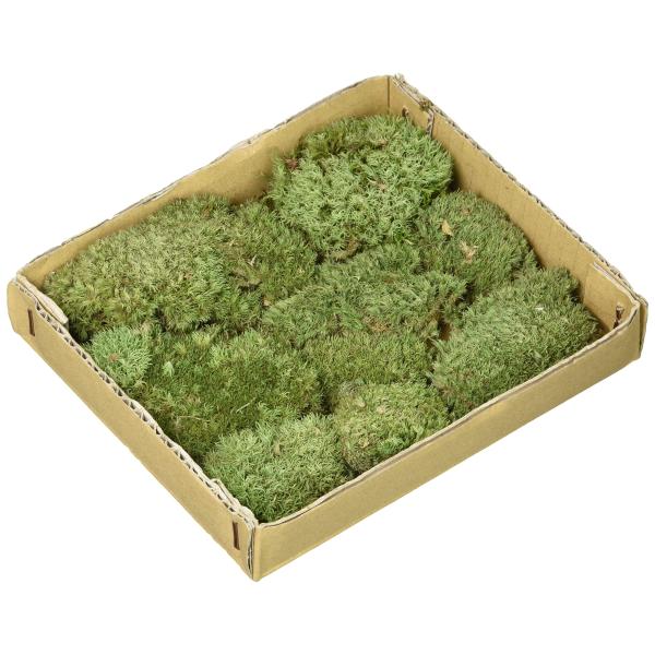 水作 活きている苔 ヤマゴケ M サイズ