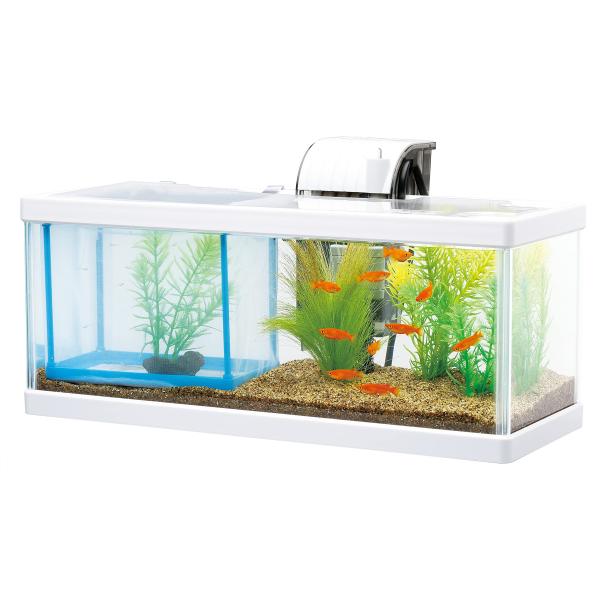 テトラ (Tetra) 水槽 テトラ メダカの繁殖を楽しもう 水槽 アクアリウム メダカ