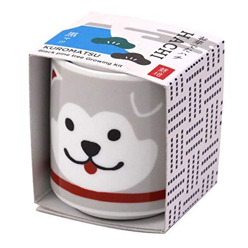 聖新陶芸 手のひら庭園 まめ盆栽 ミニ 栽培キット 黒松 簡単 栽培キット 約4cm お芽でたおちょ...