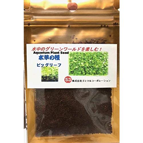 水中のグリーンワールド 水草の種 ビッグリーフ