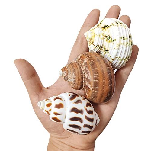 3つの大寄居蟹貝殻 ヤドカリのおうち 宿替え用 サイズ 高さ 50-60mmキャリバー 25-30m...