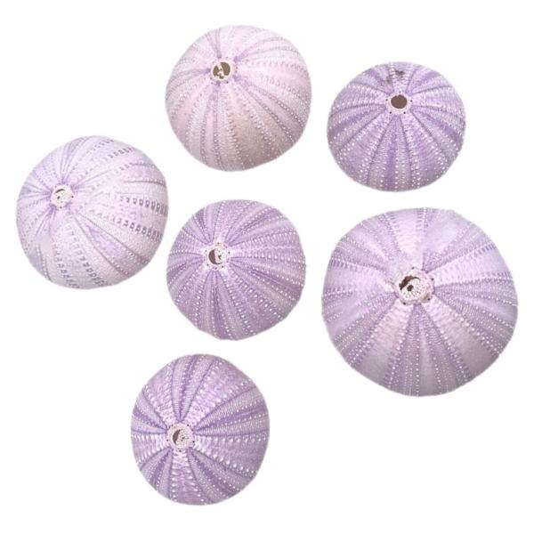 COHEALI ウニ殻 6Pcs ナチュラル シェル 巻き貝 装飾 家庭用 魚 タンク 装飾 家庭用...