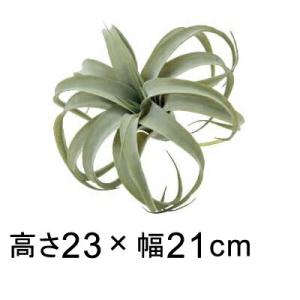 造花 観葉植物 フェイク グリーン #80-946 キセログラフィカS 室内 インテリア おしゃれ