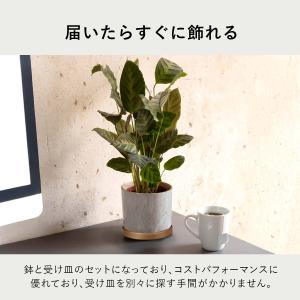 【受け皿セット】植木鉢 おしゃれ プランター ...の詳細画像2