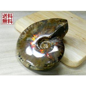 アンモナイト1kg 14個セット 化石 マダガスカル産 標本 実習用