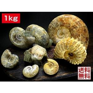アンモナイト ペアー売り20〜30mm クレオニセラス Ammonite