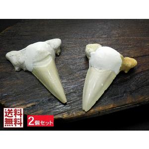 1 本の巨大な美しいメガロドン歯化石サメの歯 : FUKU Store - 通販