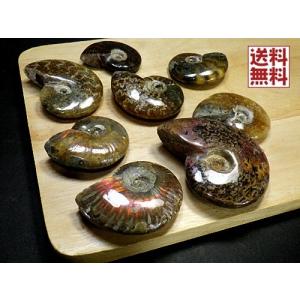 アンモナイト 1kg37石セット 化石 マダガスカル産 標本 実習用