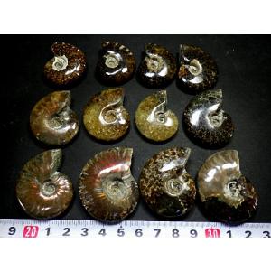 アンモナイト 56石セット 981g 化石 マ...の詳細画像2