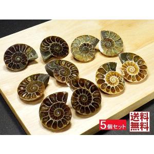 アンモナイト1kg 14個セット 化石 マダガスカル産 標本 実習用