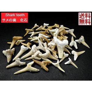 化石 サメの歯 オトドゥス　母岩付　No.1178 サメの歯化石 母岩付（オトドゥス）No.17 : 海洋工房 - 通販