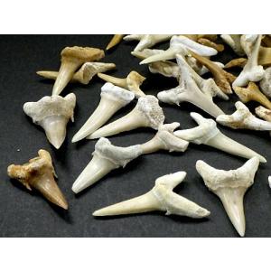 サメの歯 化石 50gパック 鮫の歯 Shar...の詳細画像1