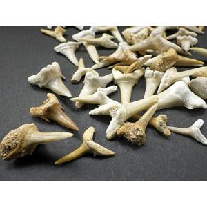 サメの歯 化石 50gパック 鮫の歯 Shar...の詳細画像2