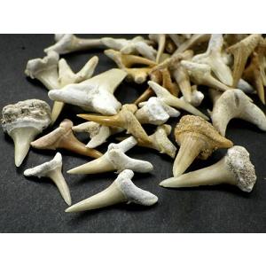 サメの歯 化石 50gパック 鮫の歯 Shar...の詳細画像3