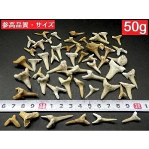 サメの歯 化石 50gパック 鮫の歯 Shar...の詳細画像5