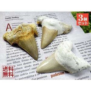 1 本の巨大な美しいメガロドン歯化石サメの歯 : FUKU Store - 通販
