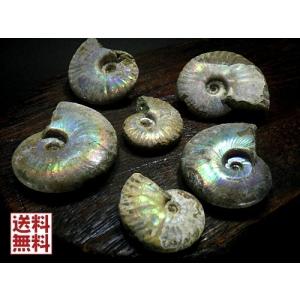 アンモナイト ペアー売り20〜30mm クレオニセラス Ammonite