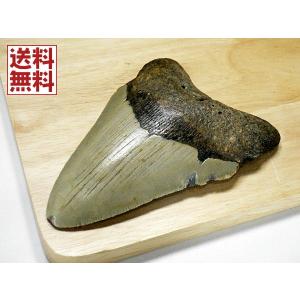 サメの歯　メガロドン　化石　アメリカ　ケース付き サメの歯 メガロドン 化石 アメリカ ケース付き サメの歯