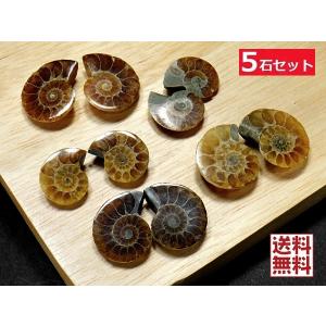 アンモナイト1kg 14個セット 化石 マダガスカル産 標本 実習用