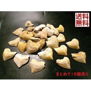 サメの歯　化石 １０個セット売り　鮫の歯 　corax Shark teeth fossils モロッコ産 送料無料