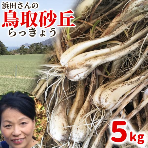 ＼楽天1位5冠／予約 浜田さんの砂丘らっきょう 5kg 鳥取県産 浜田園 らっきょう 生（根付き）ら...