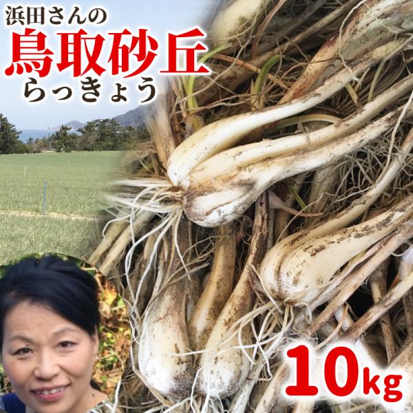 浜田さんのらっきょう 鳥取産 鳥取砂丘らっきょう 10kg 生らっきょう 浜田園 福部 砂根茎付き ...