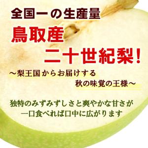 予約 梨王国鳥取 訳あり 二十世紀梨 5kg ...の詳細画像2