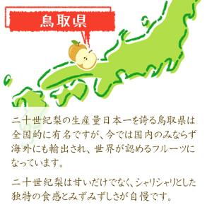 予約 梨王国鳥取 訳あり 二十世紀梨 5kg ...の詳細画像3